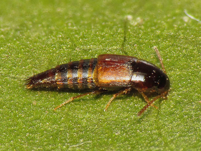 Staphylinidae Tachyporinae Tachyporini